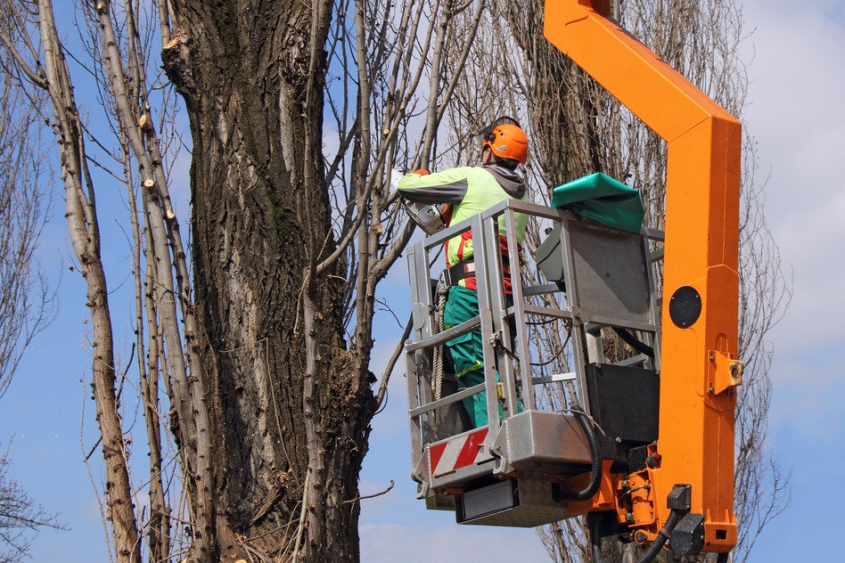 Qualified Tree Trimmer Trimming a Tree in Virginia Beach